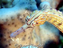 Head of Pipefish by Juerg Ziegler 